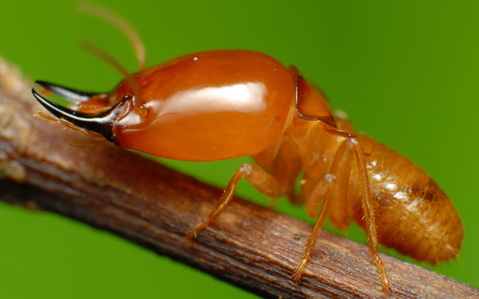 close-up picture of termite