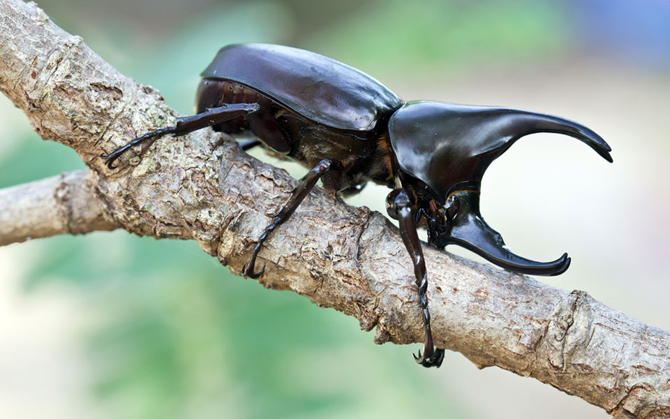 Rhinoceros Beetle