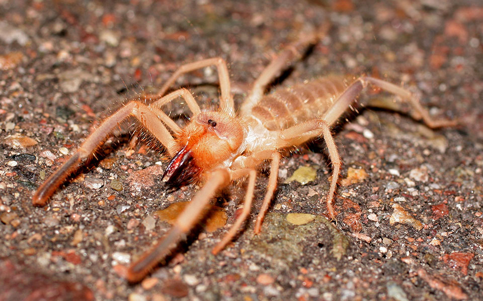 Camel Spider