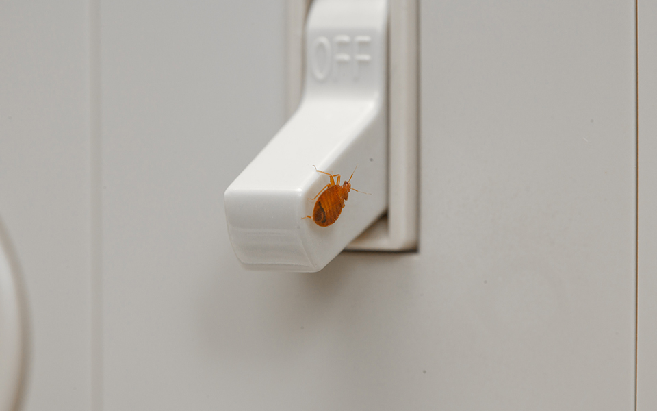 Is Orkin Good For Bed Bugs Is Orkin Good For Bed Bugs
