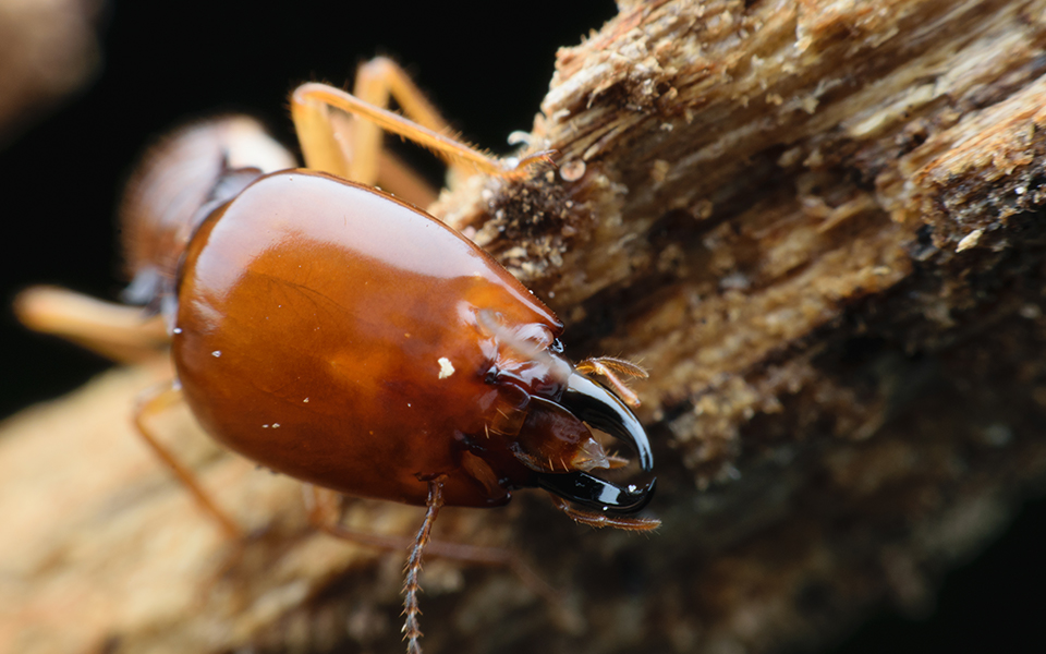 close-up photo of termite head