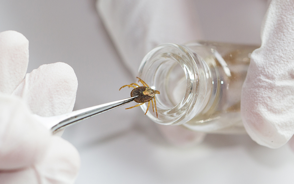 There’s a Museum Totally Dedicated to Ticks