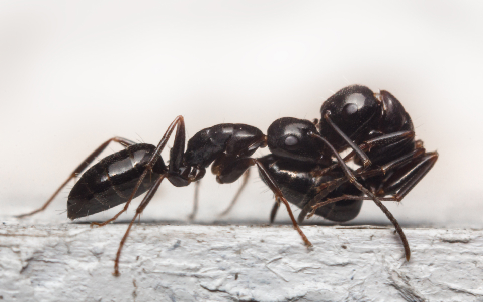 Some Ant Species Act As Paramedics During Battles