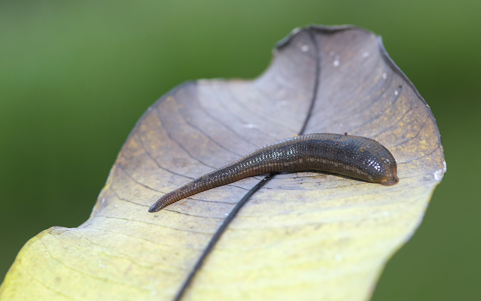 Top 6: Blood-Sucking Pests