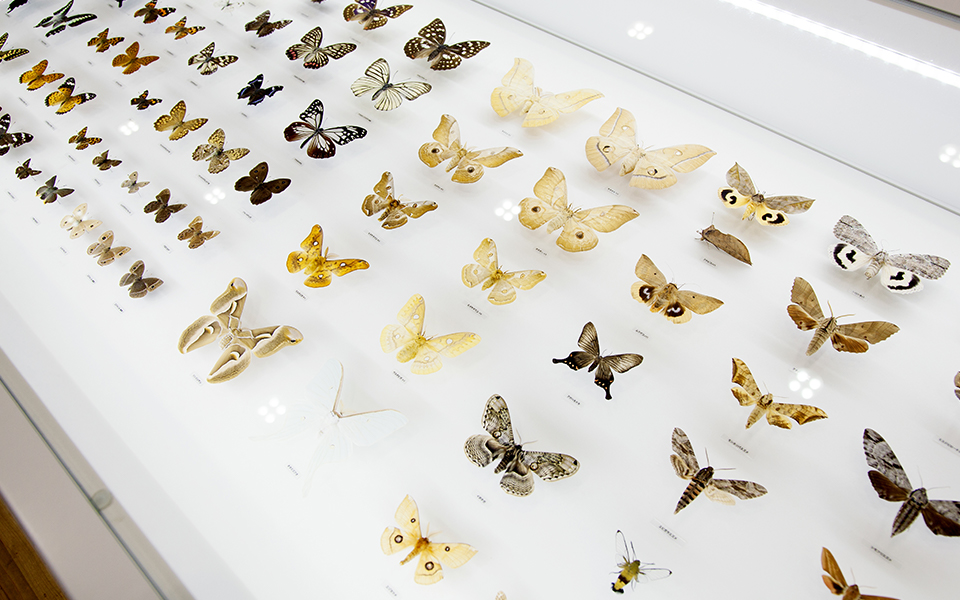 Top 6: Bug and Insect Museums