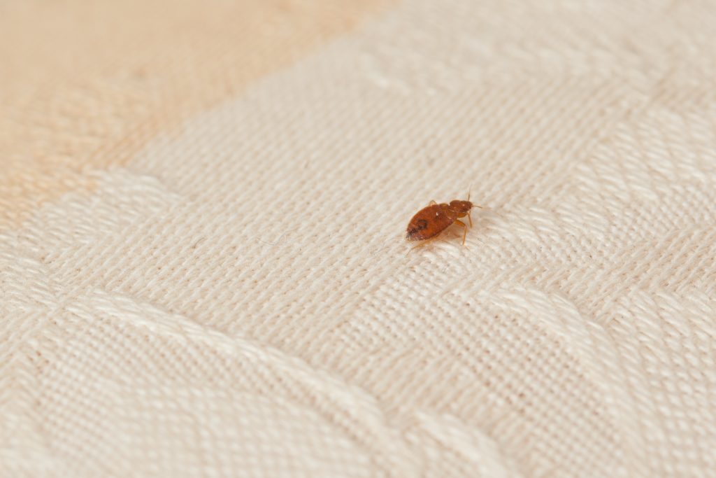 The Difference Between Bed Bug Introductions and Infestations Orkin