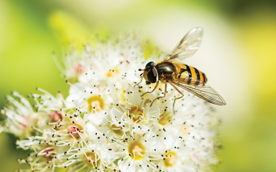 The Schmidt Pain Index Ranks Insect Stings