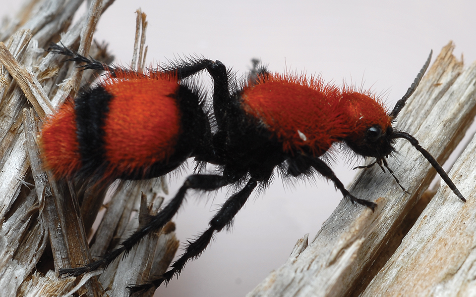 Top 6: Painful Stinging Insects