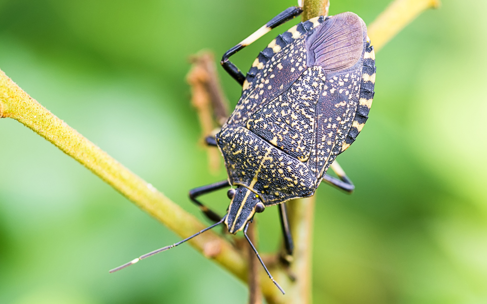 Top 6: Smelly Bugs and Insects