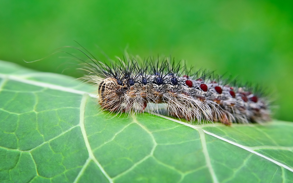 Top 6 Bug and Insect Zombies