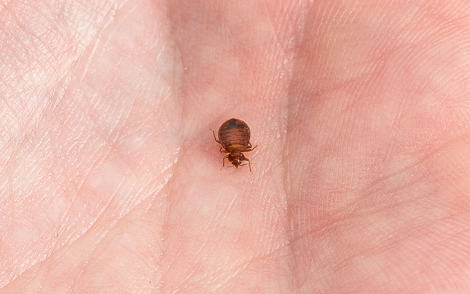 bed bugs pictures