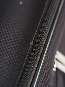 picture of a bed bug on luggage