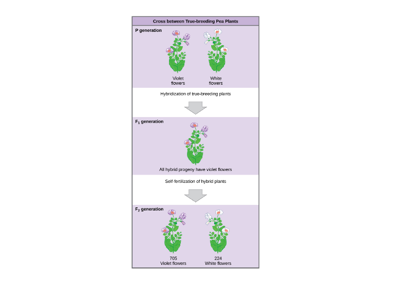 孟德尔的第一个十字。