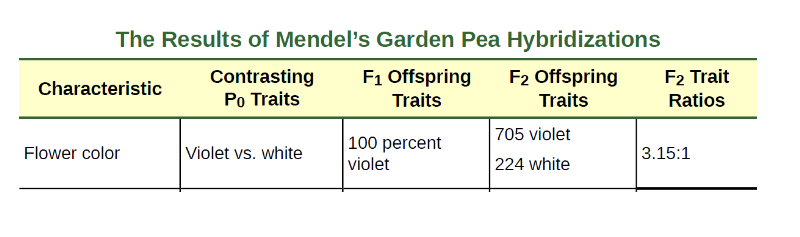 孟德尔第一次杂交的结果。