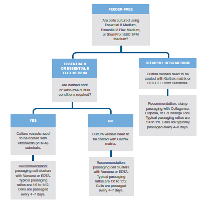 Feeder-free배양배지옵션