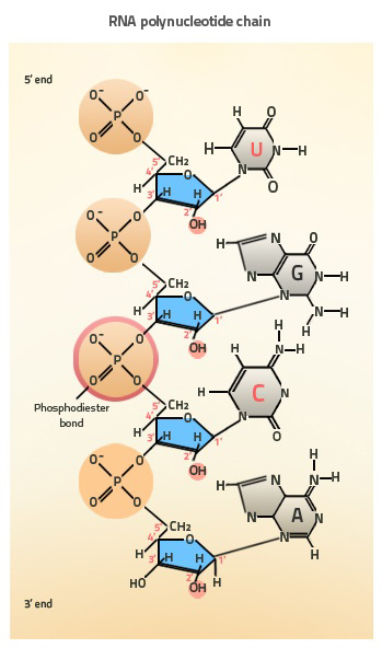 The top is labelled 5 prime end. An orange circular phosphate is bound to the 5 prime carbon of a blue pentagon chemical structure with a grey base labelled U bound to the 1 prime carbon. Another phosphate is bound to the 3 prime carbon of the top pentagon as well as the 5 prime carbon of a lower blue pentagon. This lower pentagon has a grey G chemical structure bound to the 1 prime carbon. The phosphate bound to its 3 prime carbon is highlighted and labelled phosphodiester bond. This linking continues for two more blue pentagons.