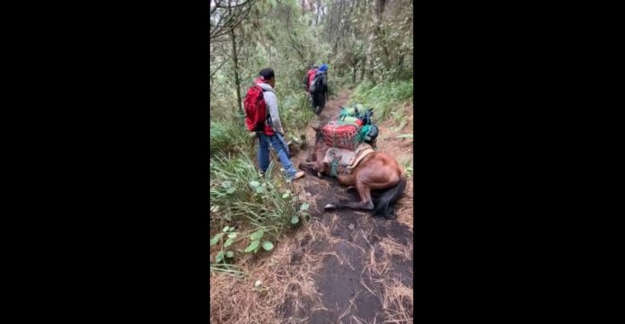 CABALLOS