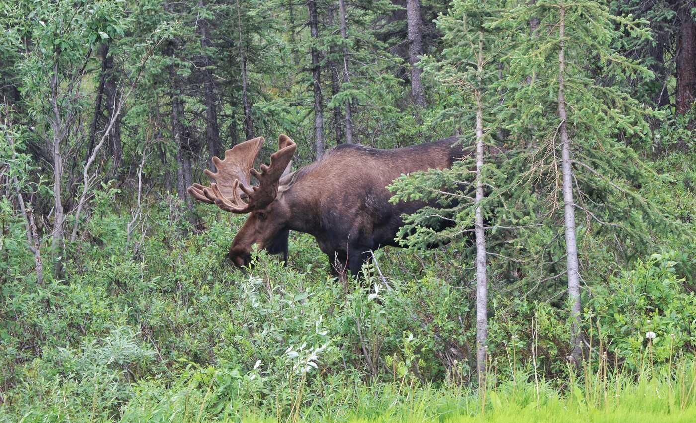 Alaska | August 16-20
