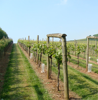 Devon Wine Week