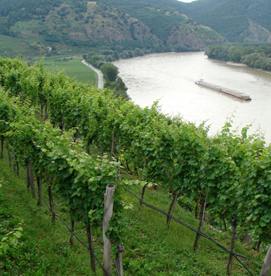 Wachau: wine terraces, apricots, Danube and exquisite villages in Austria