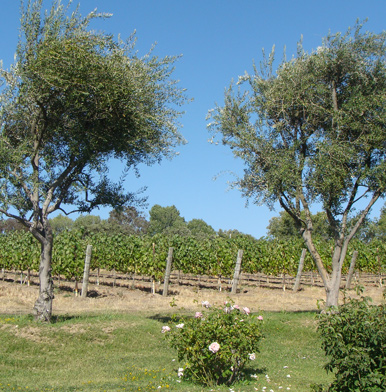 Santa Barbara wines