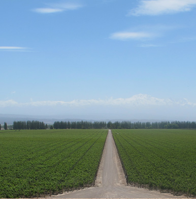 Bodega Catena Zapata