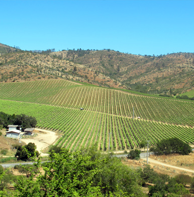 Riesling and its journey from Germany to the New World
