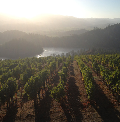 Viader: winemaker, doctor and a courageous mother of four in the helm of Napa winery
