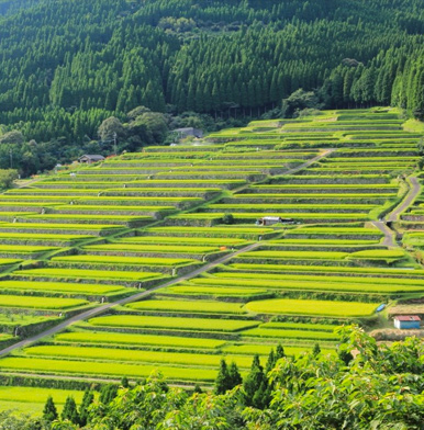 Beginners Sake guide