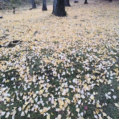 Japanese nature in Autumn