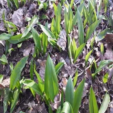 Wild garlic: the herald of spring