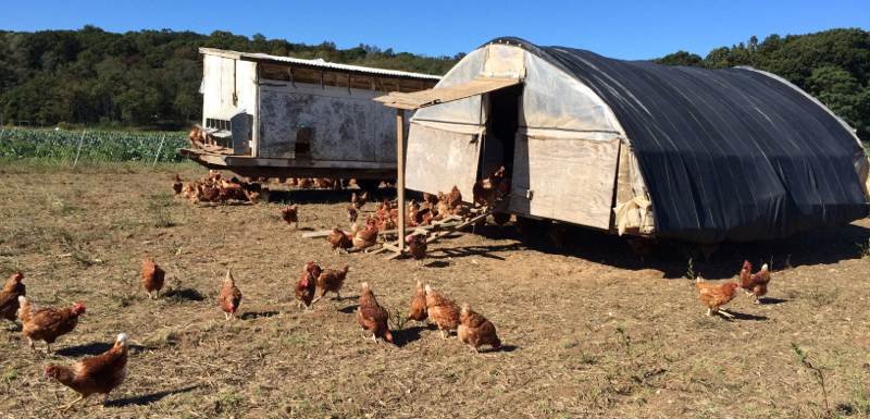 Free grazing chicken
