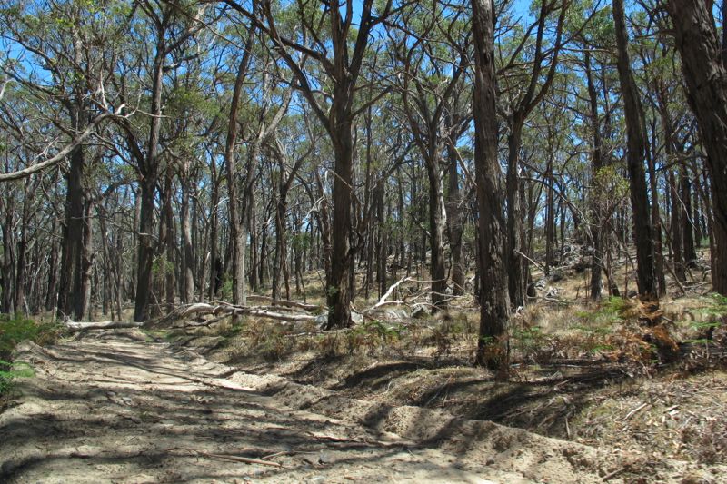 Australia nature