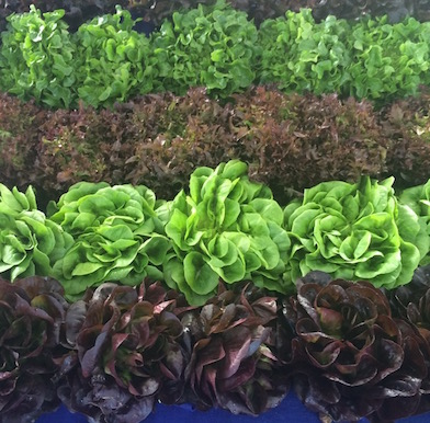 Beyond organic lifestyle: are we living in a toxic world?