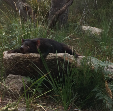 Tasmania: stalking the Tasmanian Devil