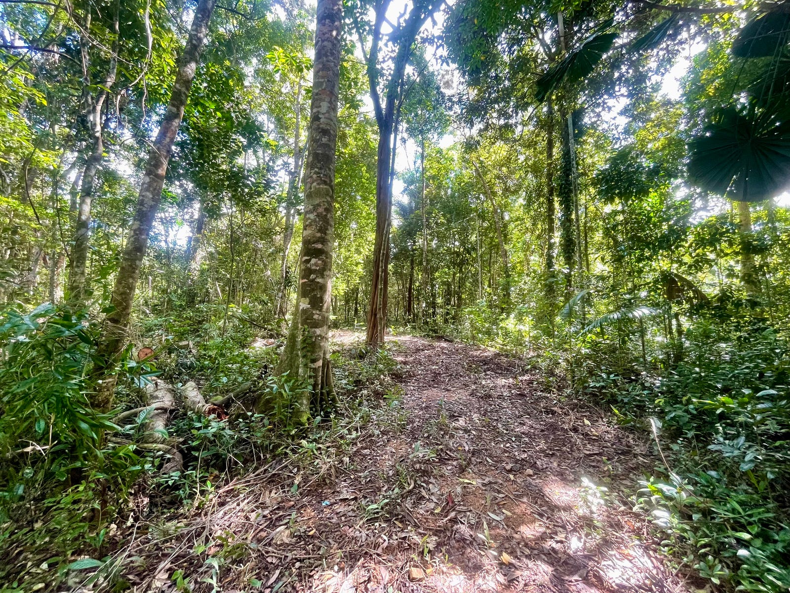 Land For Sale: Daintree, Qld 4873