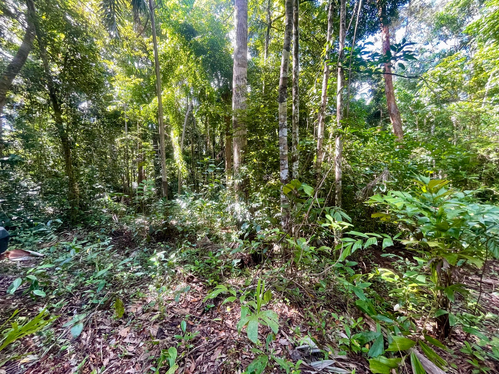 Land For Sale: Daintree, Qld 4873