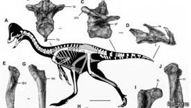 El nombre del este dinosaurio proviene de Anzu, un pájaro-demonio de la mitología mesopotámica.