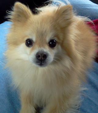 Pomeranian