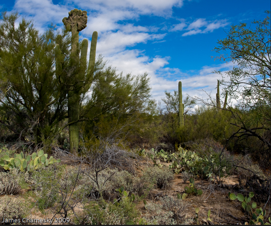 Crested-saguaro-tucson