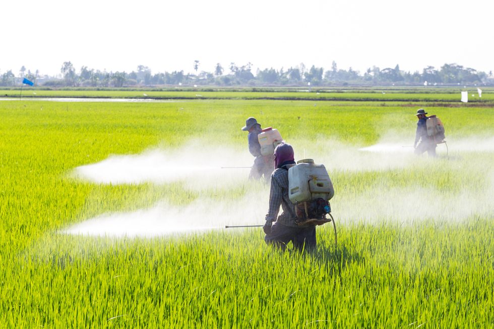 Is Roundup Safe? Recent Scientific Studies Suggest It Isn’t