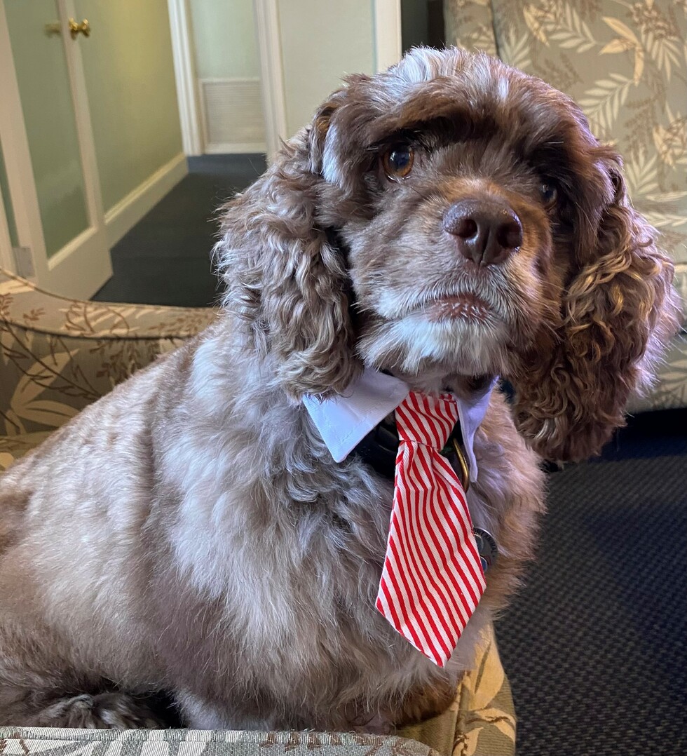 Preparation For Pet Care During Vacation Or Incapacity The Law Office 