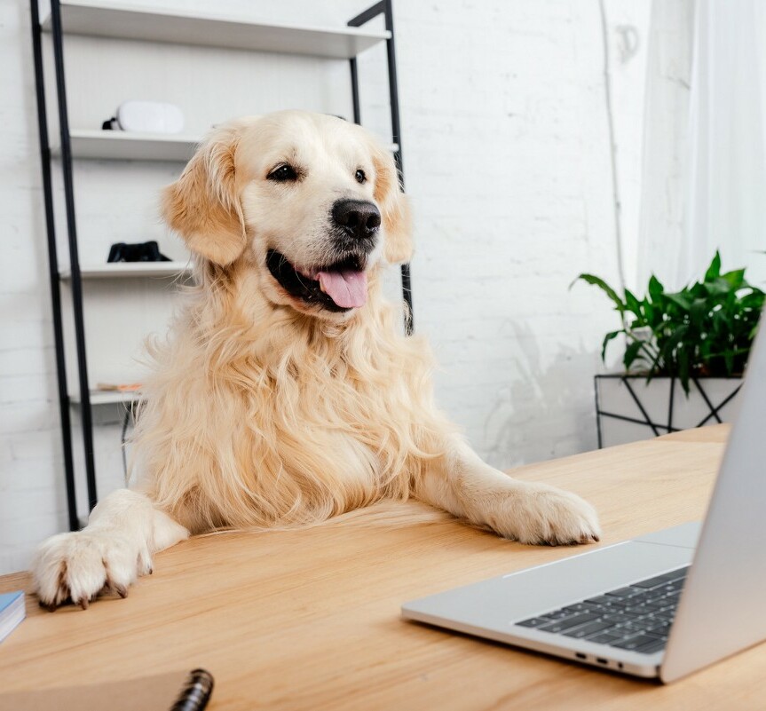 Trouble Over Keeping Pets in Your Dorm Room Lento Law Firm