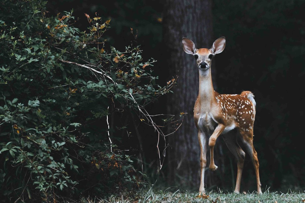 How to Reduce the Risk of Striking a Deer While Riding a Motorcycle ...