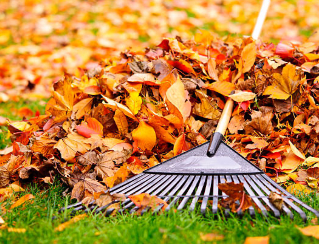 Spring and Fall Yard Cleanups