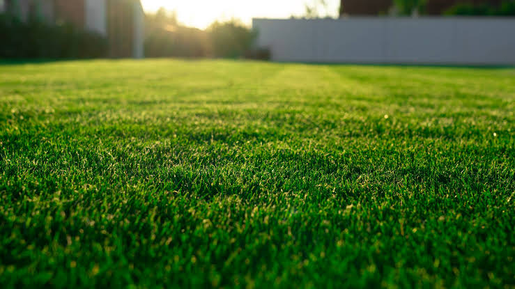 About Cajun Turf Solutions