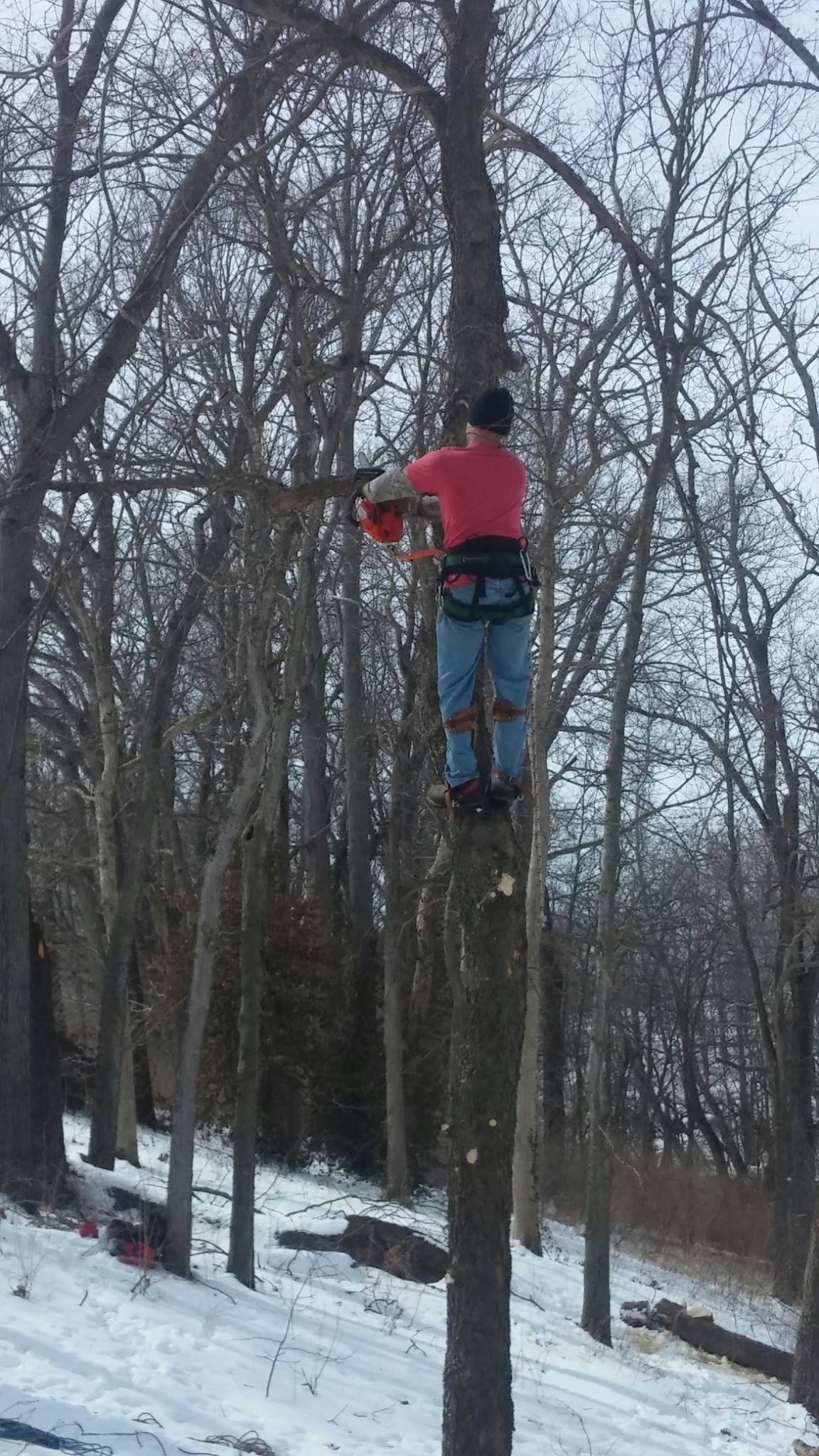 Tree Cutting And Removal Services