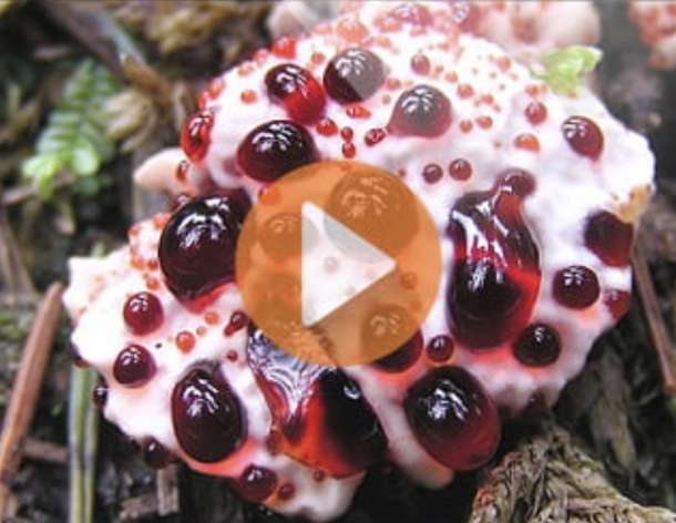 Lean Belly Juice Complaints