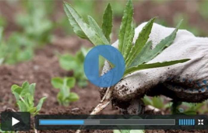 Lean Belly Juice Is It A Con