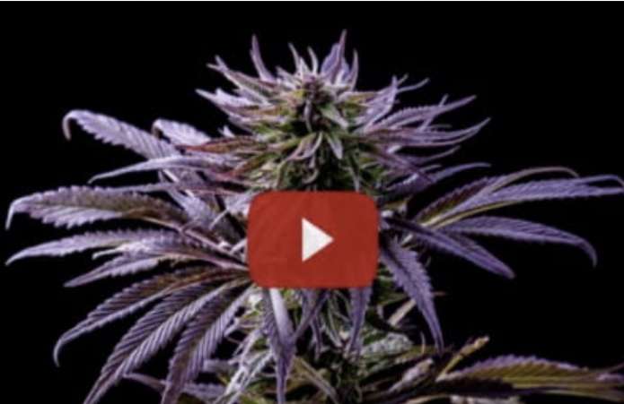 Where To Buy Lean Belly Juice Near Me